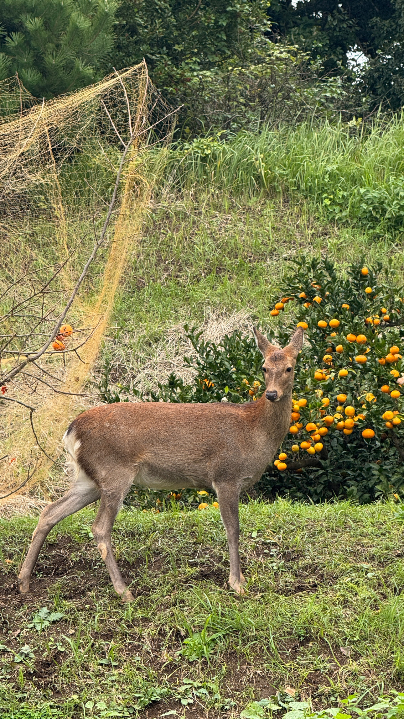 A deer standing beside a citrus tree in Oiso